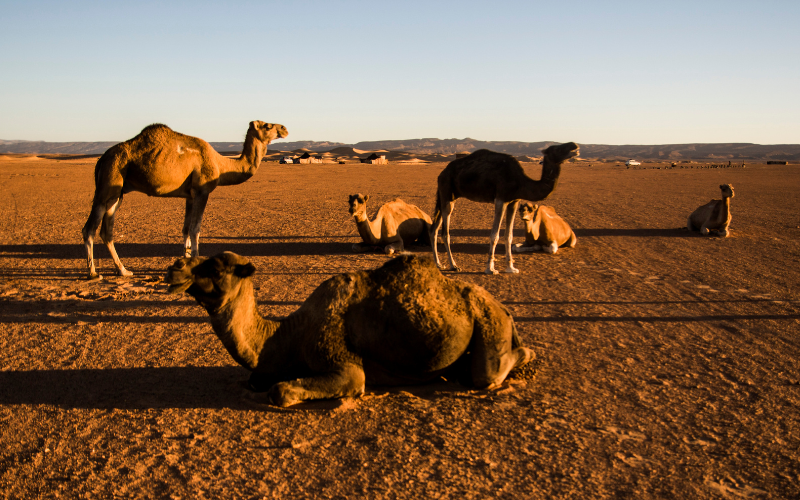 Excursiones al desierto en Marruecos 2026